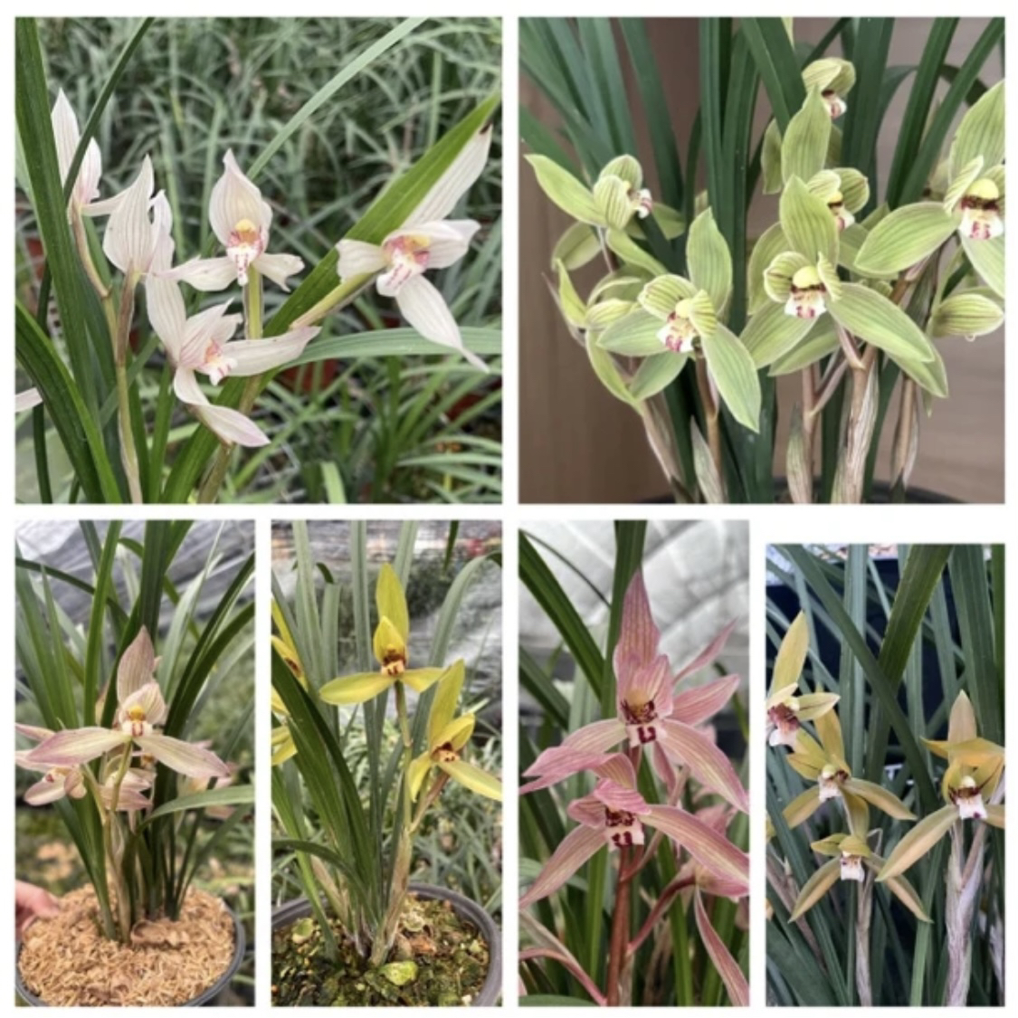 直播间一物一拍，兰花草兰花盆栽春剑花卉兰草花盆栽鲜花花卉绿植