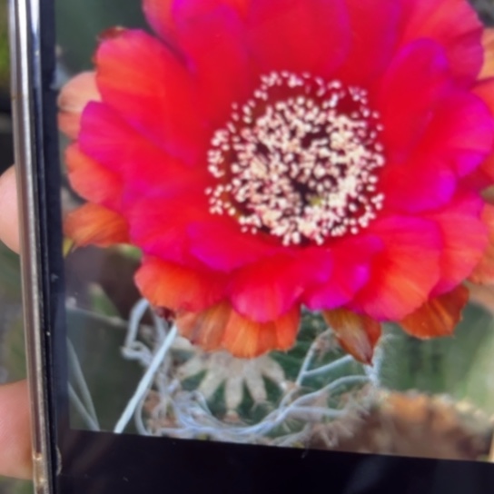 彩草 爱子 侧芽 满25米包邮
