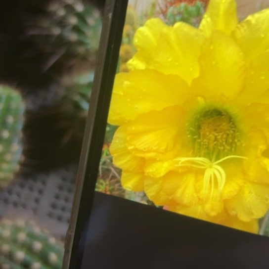 毛 克劳斯 侧芽 满25米包邮