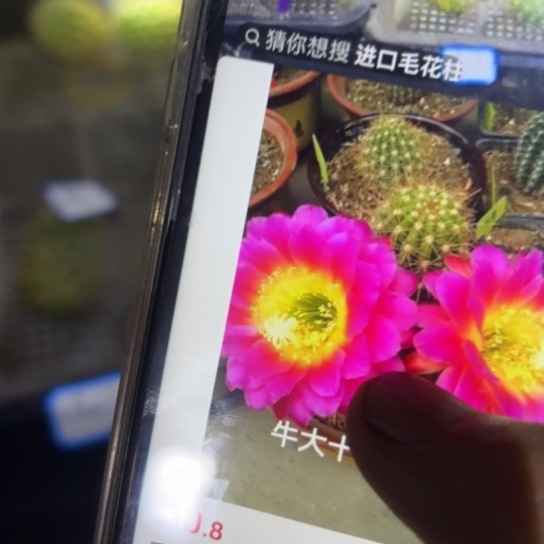 毛花柱 星火 侧芽 满25米包邮