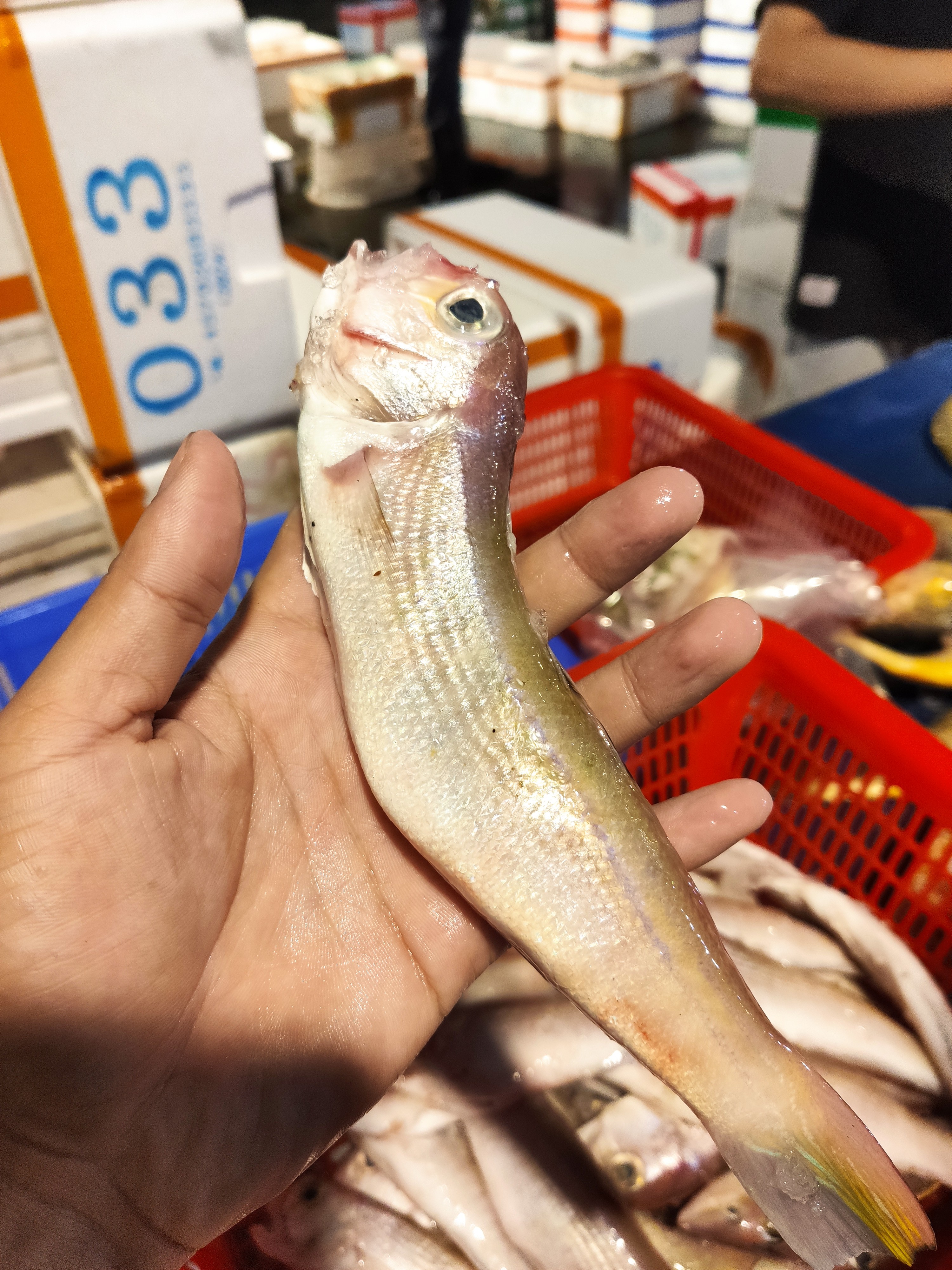 广东湛江 马头鱼 顺丰包邮