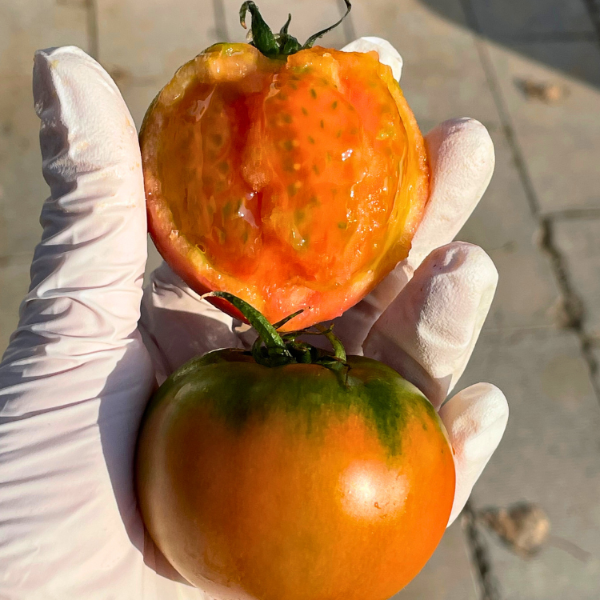 【太白农场】铁皮西红柿 3/5斤 小时候的口感酸甜自然现摘现发好吃