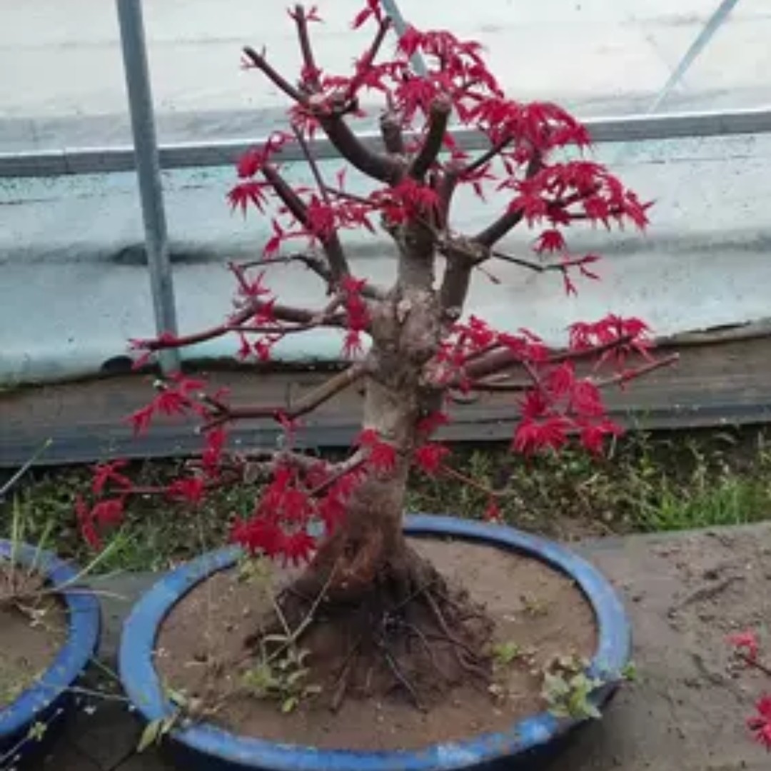 地栽 盆栽 各种规格彩枫树地苗