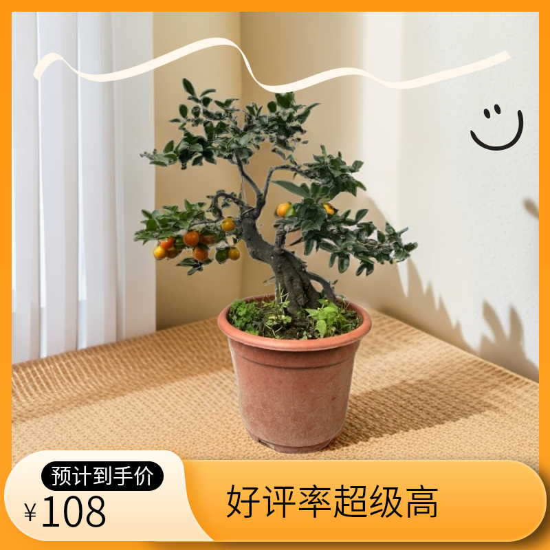 高品质金弹子盆景高品质老桩别墅庭院教师节礼物易修剪香气宜人