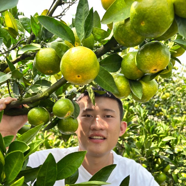 【阿华推荐】江西赣州寻乌蜜橘新鲜蜜橘现摘现发皮薄多汁 风味