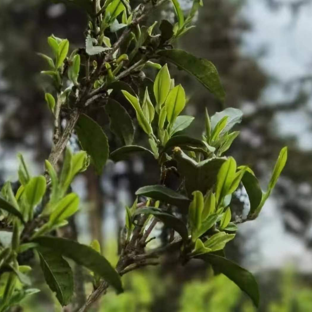 【新茶客专属基础3款茶样品鉴】普洱茶8克-1000克（以主播介绍为准）