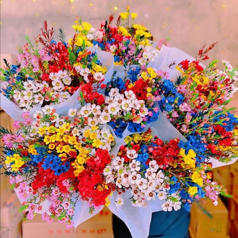 澳洲腊梅鲜花云南基地直发