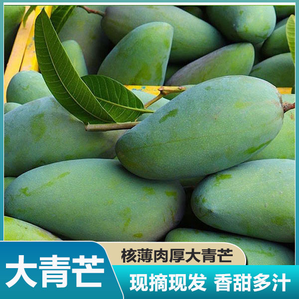 新鲜生吃酸芒果香甜应当季现摘时令青水果象牙脆大大青芒整箱包邮