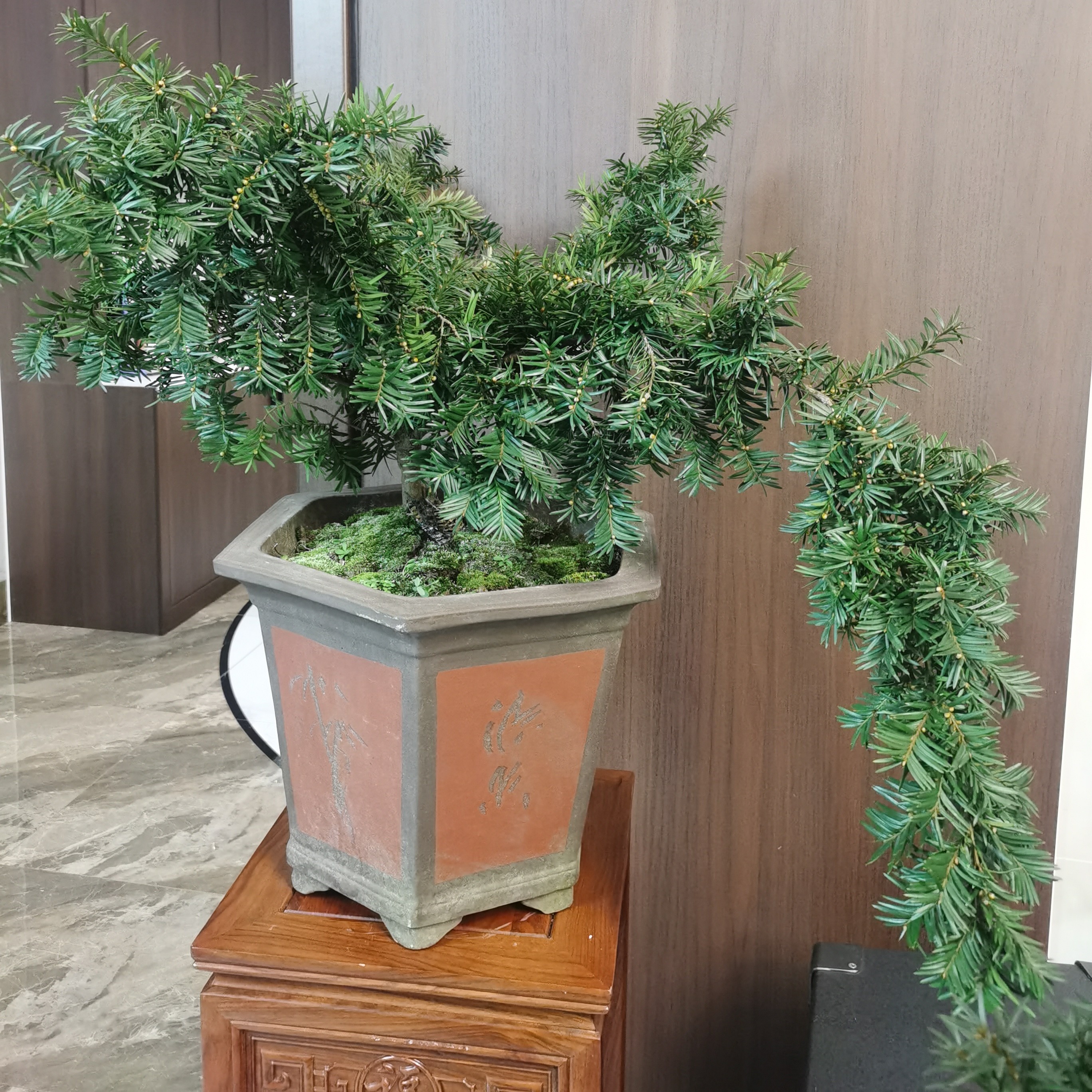 银福银福红豆杉曼地亚红豆杉公树春季庭院绿植