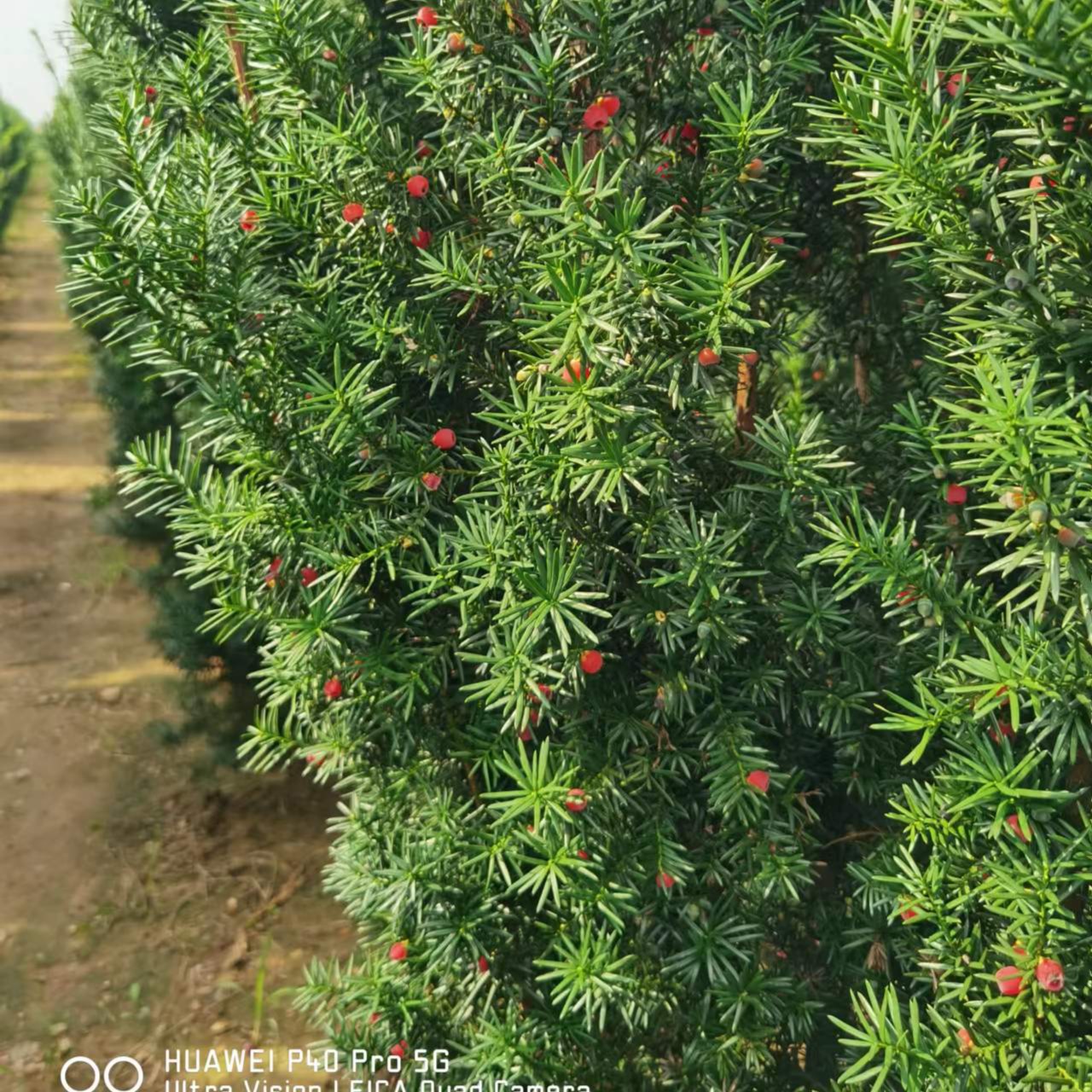 银福红豆杉美国曼地亚红豆杉 四季常青树 国宝树植物绿植春季庭院