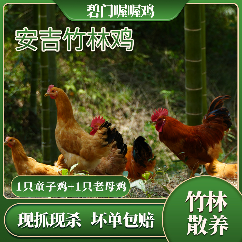 【老母鸡+仔公鸡】安吉竹林土鸡散养鸡生态童子鸡老母鸡健康新鲜