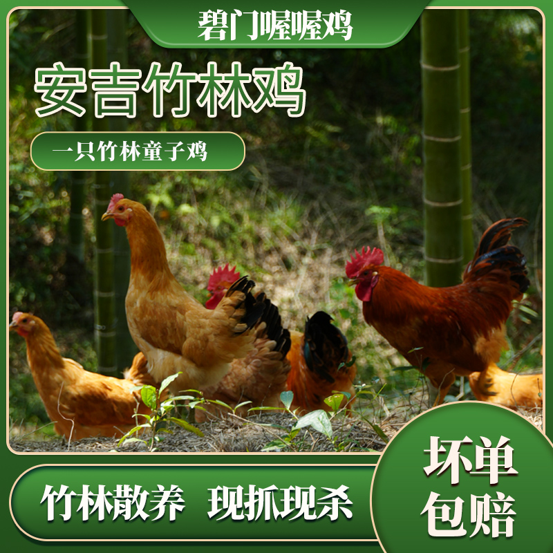 安吉竹林鸡生态散养土鸡童子鸡仔公鸡健康品质肉质鲜嫩新鲜保顺丰