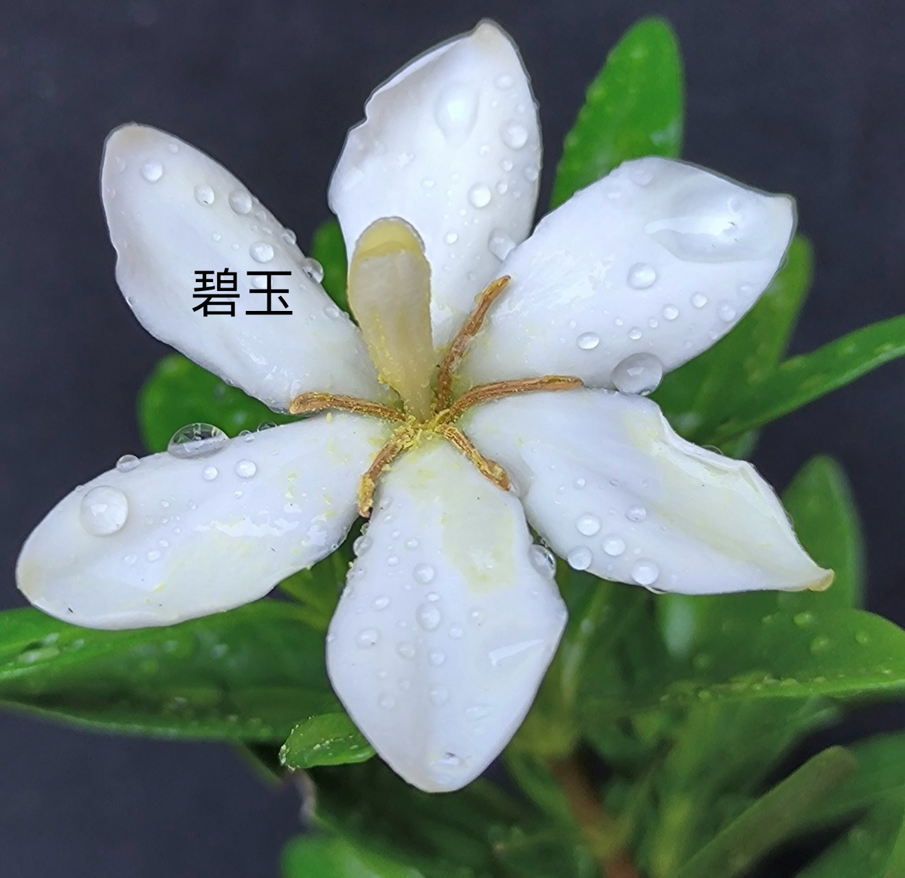 直播间一物一拍寿星，法莲，玉环，一寸，清誉，喜黛誉，寄誉等栀子花