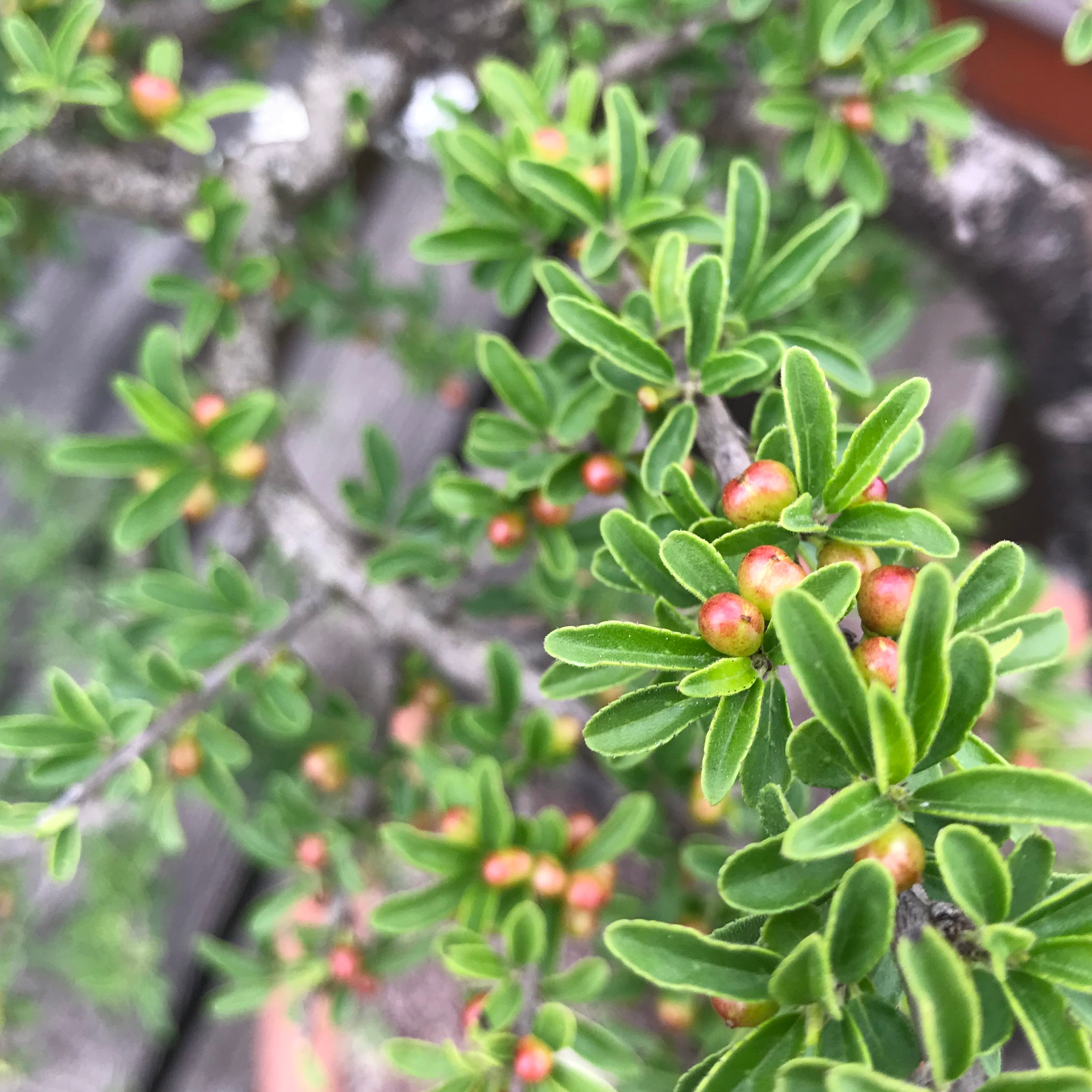 知然盆景专属链接，直播间一物一拍，偏远地区不包邮（慎拍）