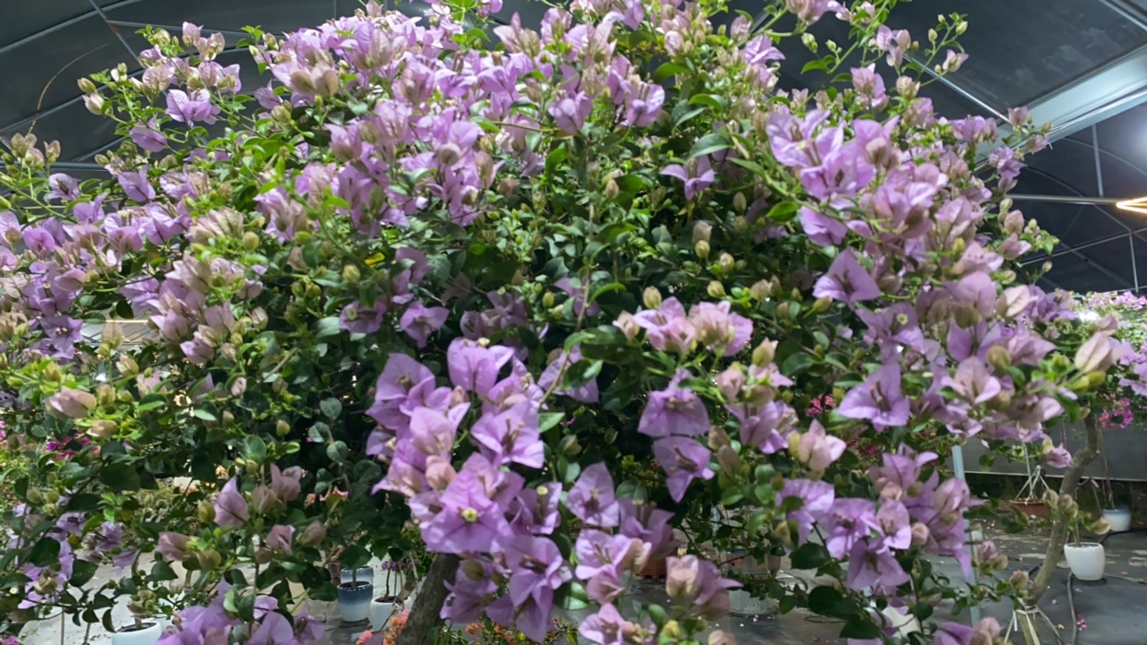 苹果花三角梅一物一拍
