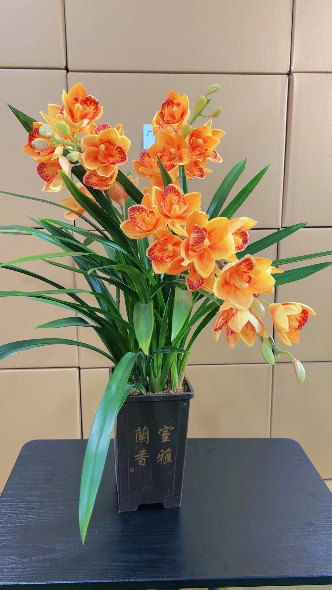 【新店开播】兰花  浓香 带盆+底座
