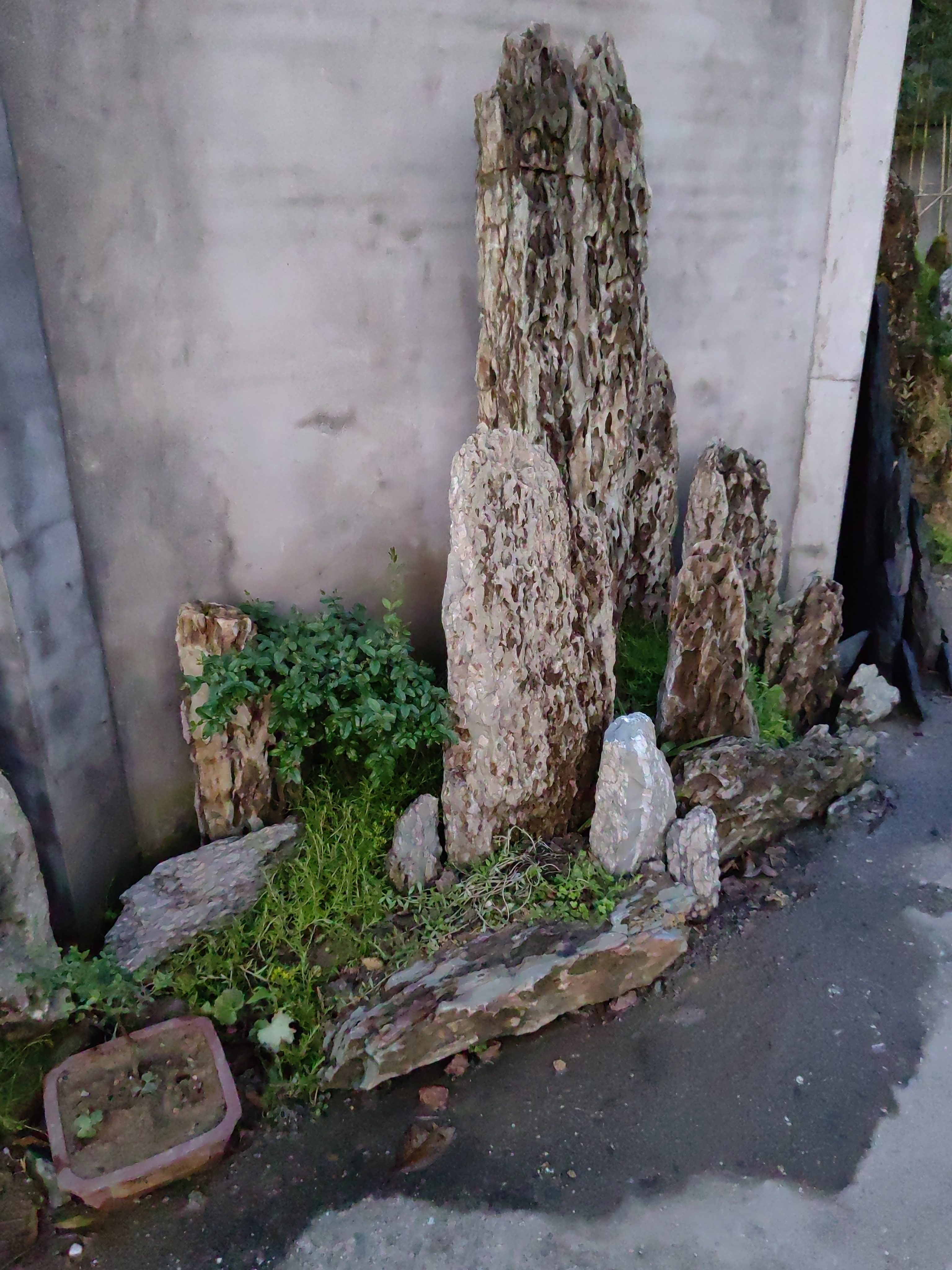 精品石笋石。又名龙骨石