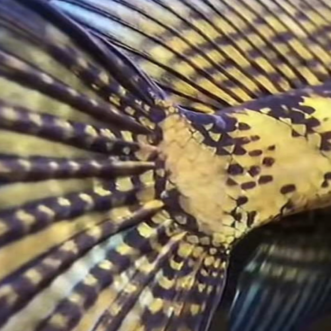 直播间补价专属链接-拍单份发面包虫一条