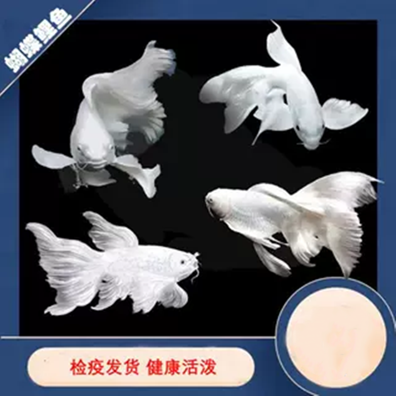 台湾蝴蝶鲤鱼好养耐活淡水冷水观赏鱼发财鱼球形短身长鳍长尾活体