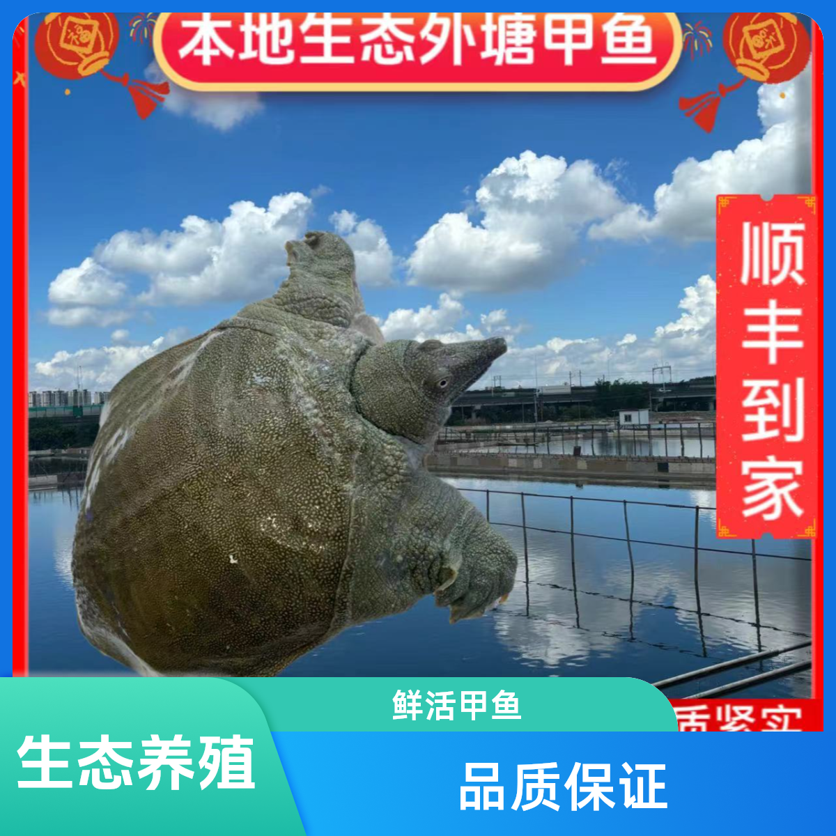 5年生态甲鱼包活包邮到家（价钱直播间为标准）