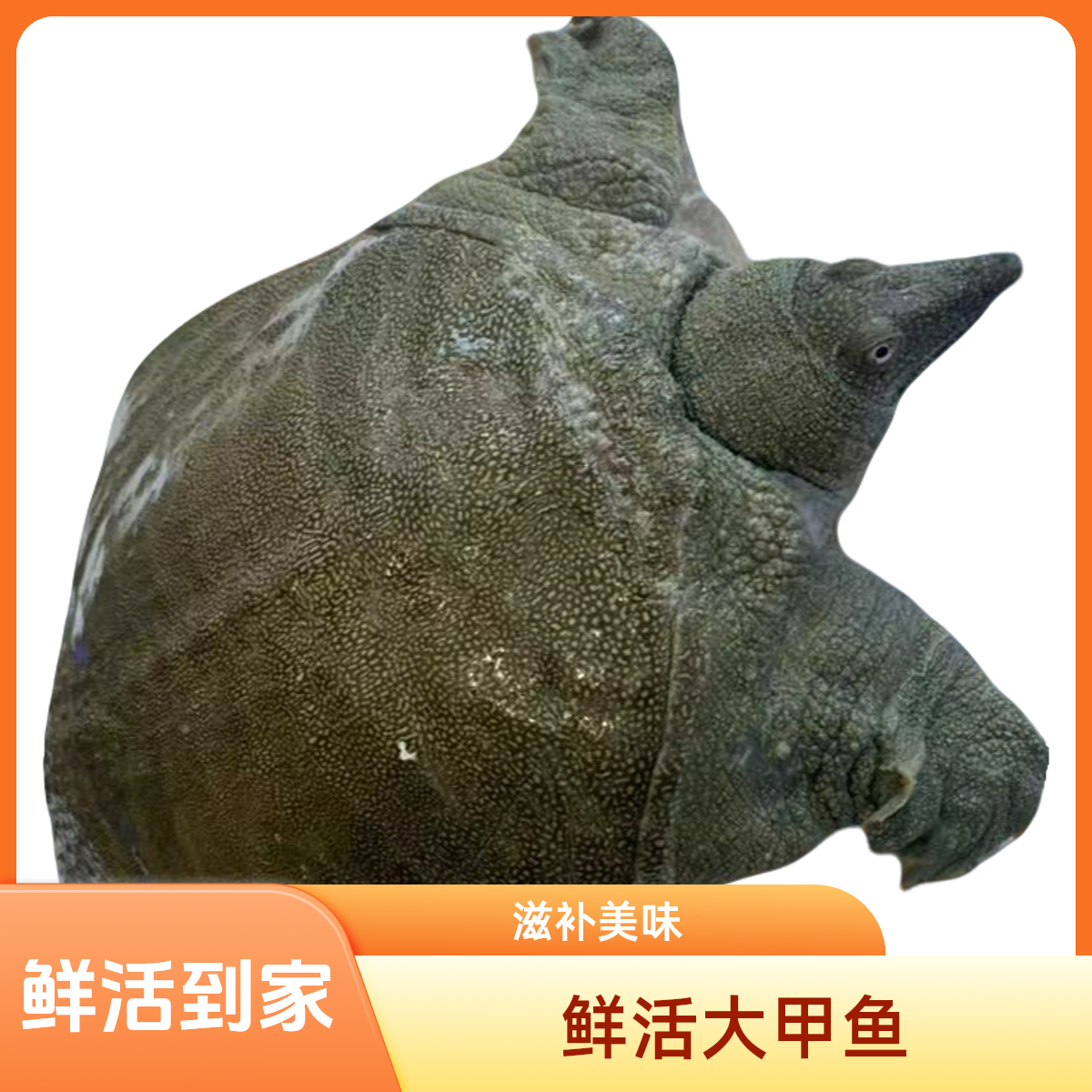 中华公鱼直播选甲鱼一物一拍顺丰包邮包活到家