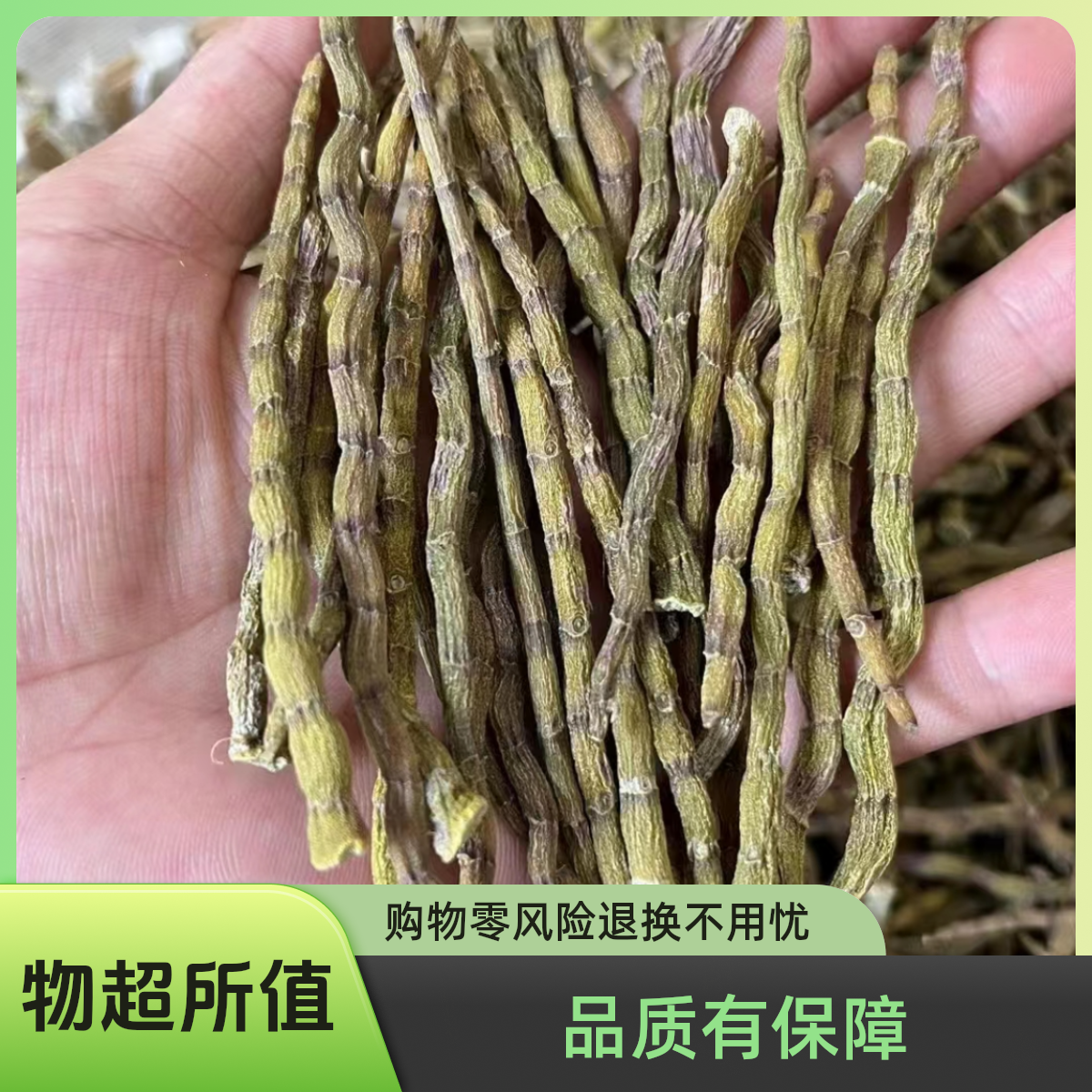 铁皮石斛 野外生长的石斛 煲汤泡茶石斛枫斗石斛干挑石斛粉泡水喝