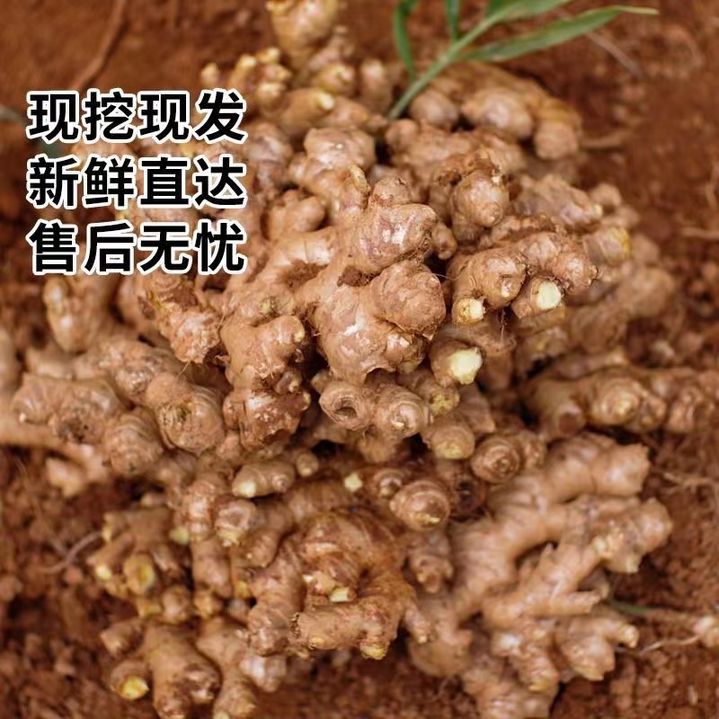 【坏果包赔】新鲜直达售后无忧黄姜生姜老姜干姜仔姜0.5-9斤装整