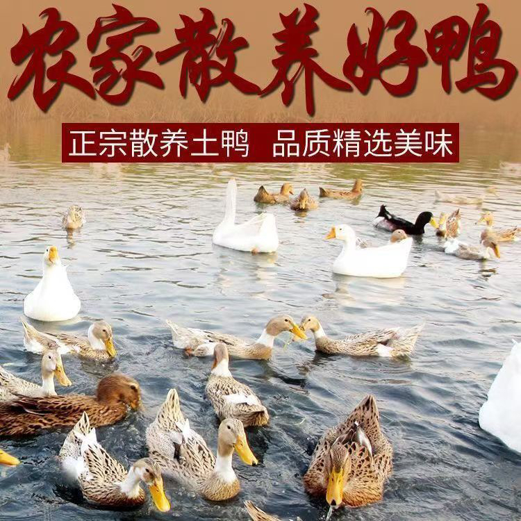 生鲜鸭买一送一带箱五斤去头去爪装顺丰冷链发货