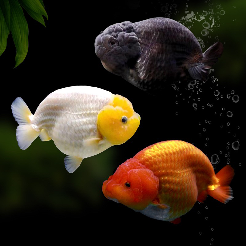 金鱼活体玛丽泰狮虎头鎏金珍珠蝶尾狮子头金鱼