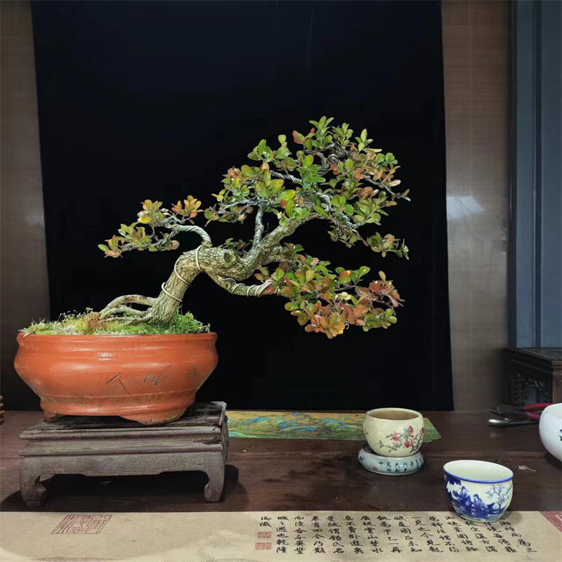 直播间一物一拍，黑松，黄杨盆景济州真柏，及各种杂木！