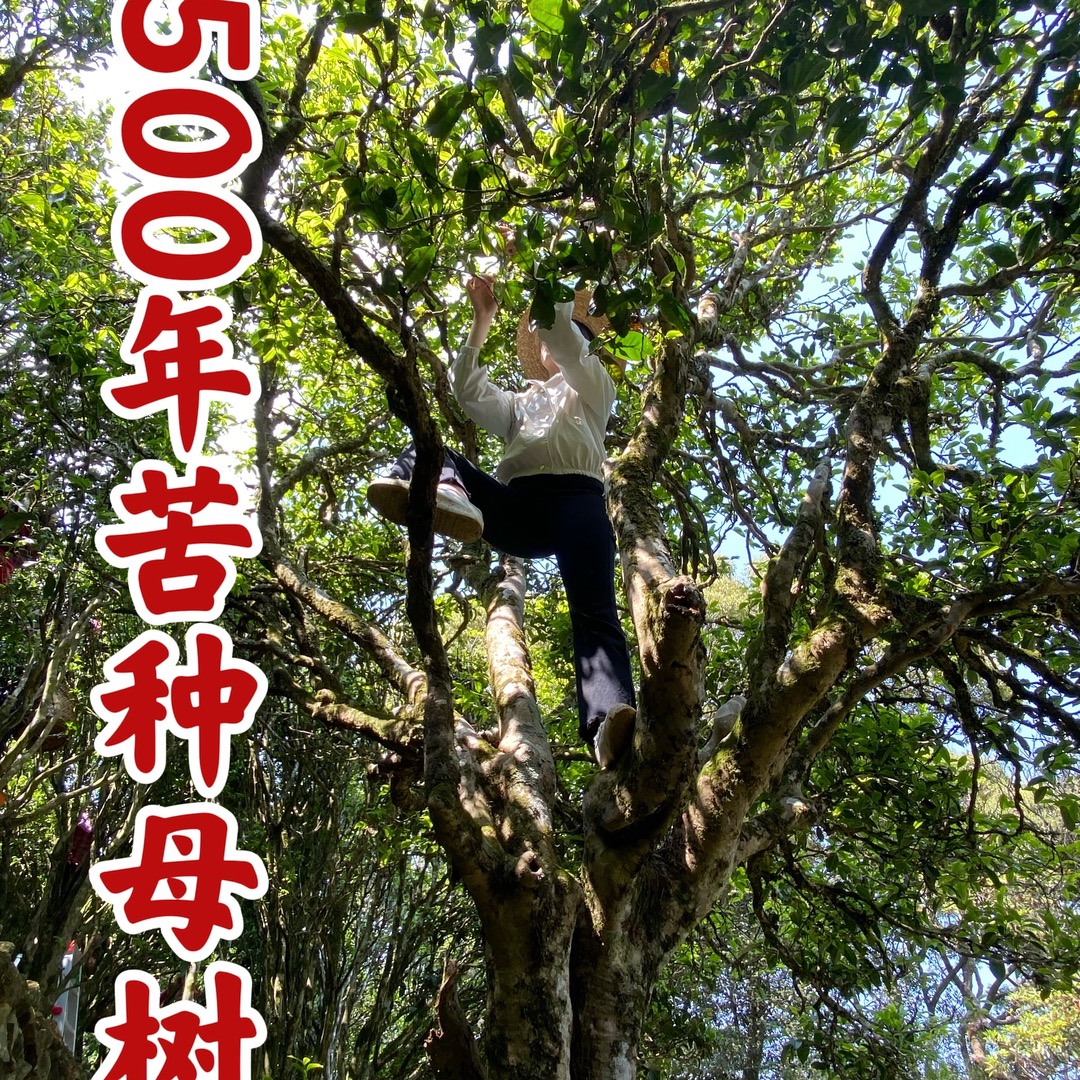 春满枞乌岽500年古树苦种 2022年乌岽单丛茶春茶凤凰单枞春季正宗