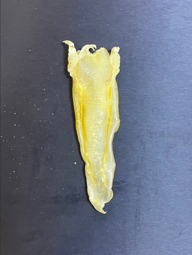 小玉精选北海鱼胶系列