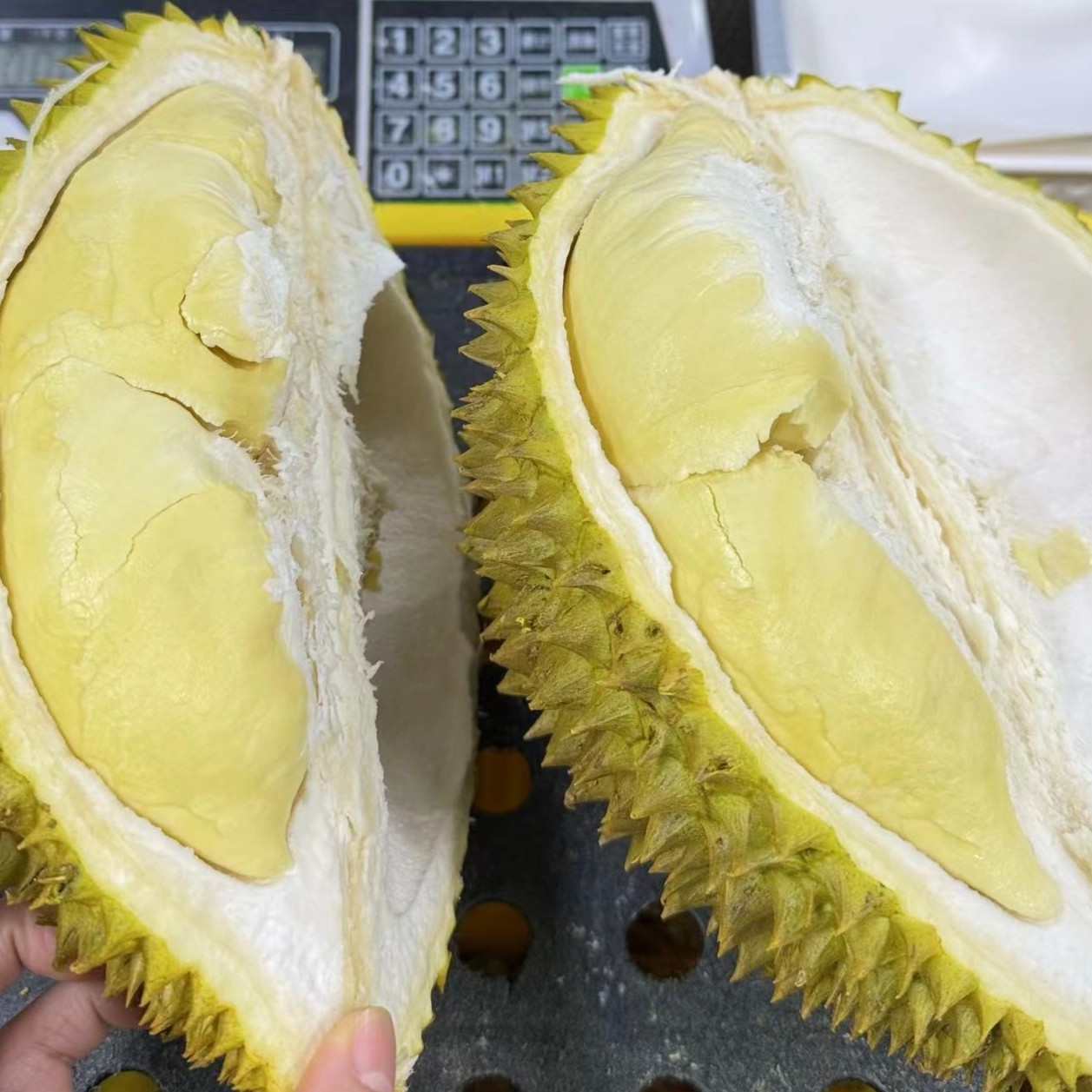 树熟/老树金枕鲜榴莲 精品A果保4房3~10斤 【广州同城小时达】