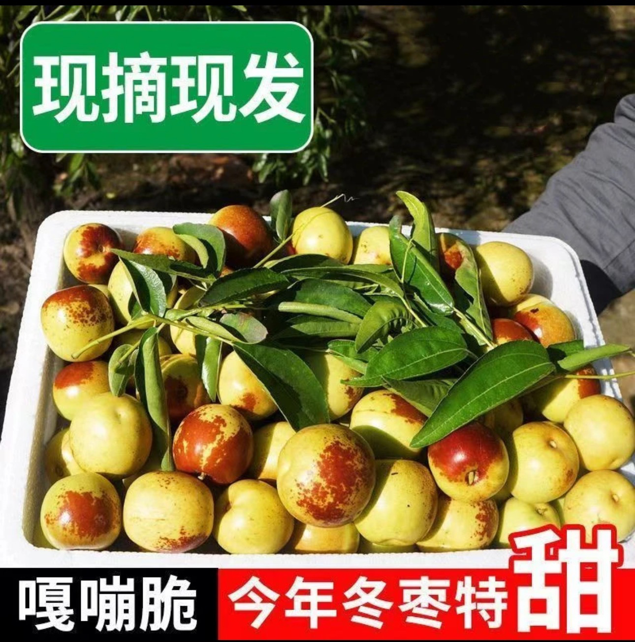 特级大果王4斤 沾化枣王 精挑特选