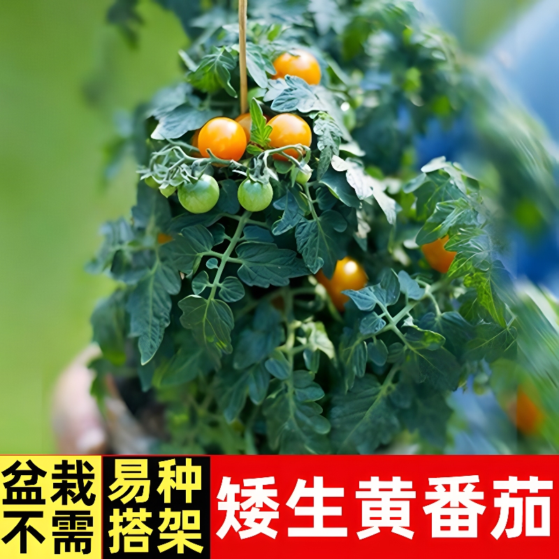 盆栽矮生黄番茄苗 高产春播西红柿苗黑色蔬菜苗秧苗阳台盆栽