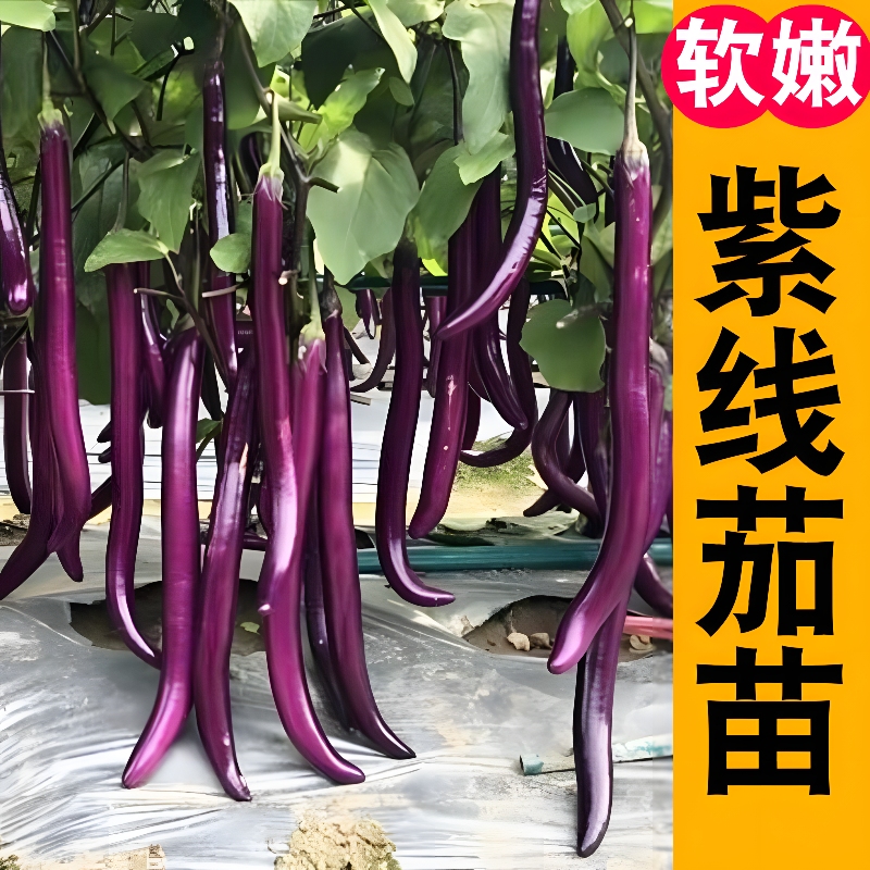 寿光高产紫线茄子杭茄秧苗四季蔬菜种苗易种植庭院种植阳台盆栽