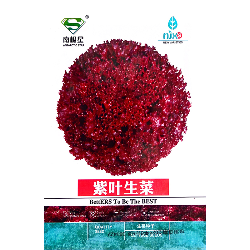 紫叶生菜种子苗四季意大利菜籽籽种紫叶奶油蔬菜球孔雀菜春季