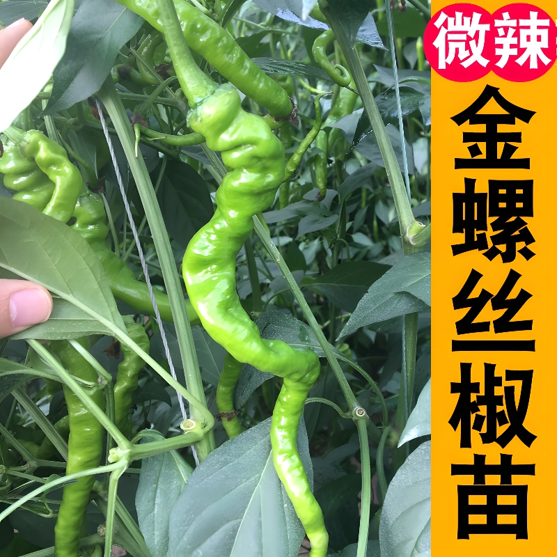 特辣金螺丝椒秧苗高产大果好管理带土发青椒种苗庭院种植阳台盆栽