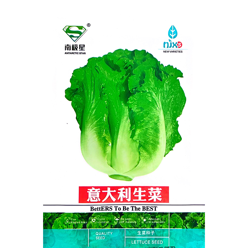 意大利生菜种子耐抽薹四季可盆栽脆嫩爽口生菜种子