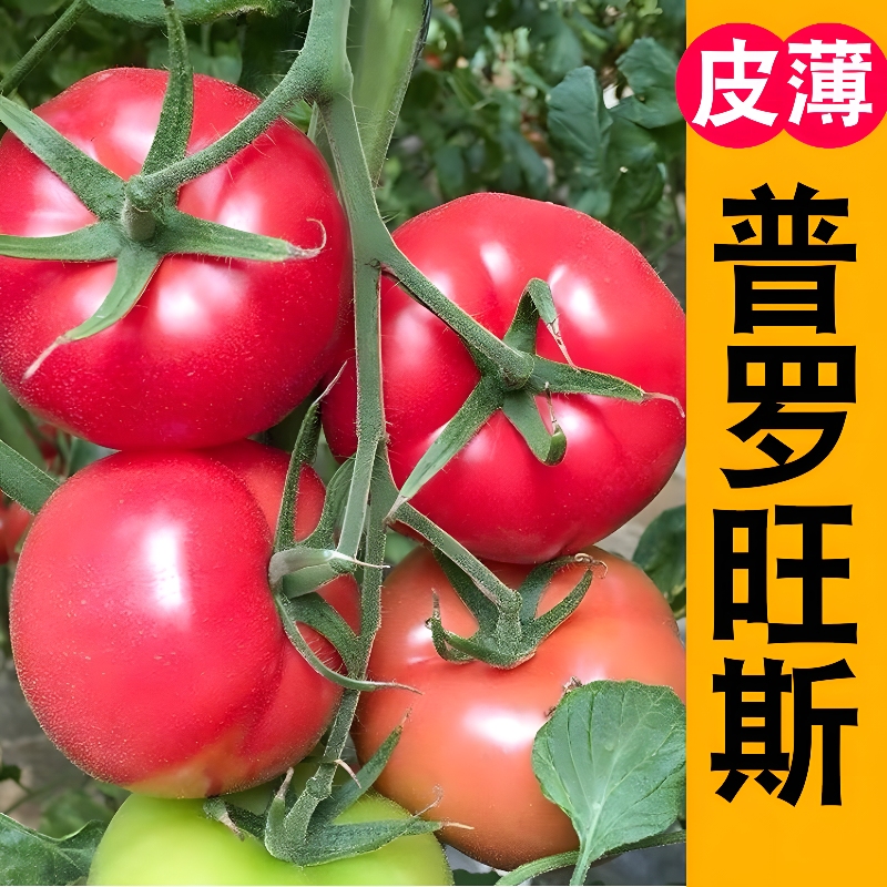 普罗旺斯番茄苗 高产春播西红柿苗蔬菜苗秧苗阳台盆栽