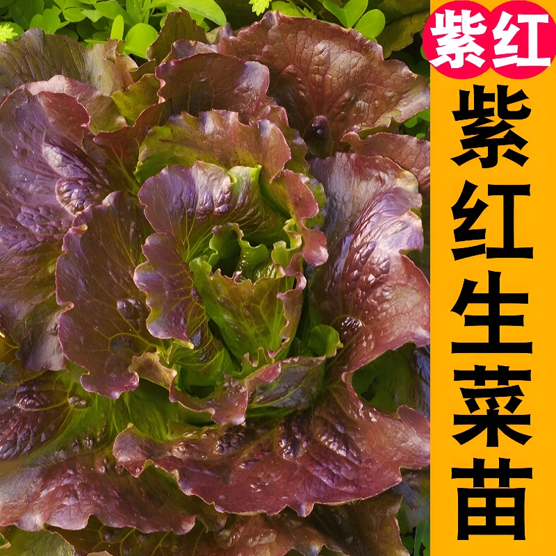 紫红生菜苗秧种子春秋四季盆栽带土生奶油紫皱绿红紫咖啡菜籽