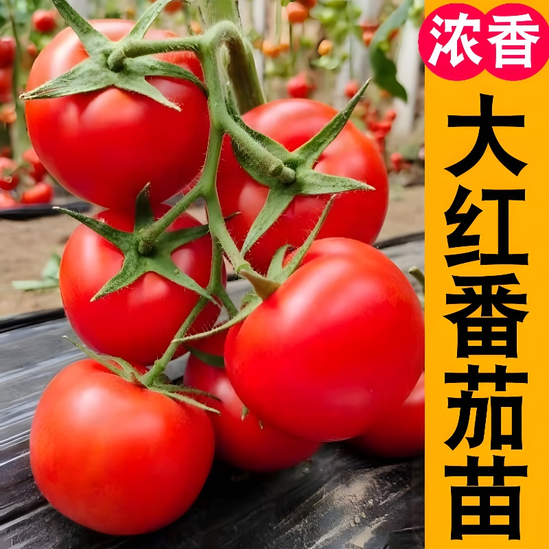 大红番茄苗 高产春播西红柿苗黑色蔬菜苗秧苗阳台盆栽