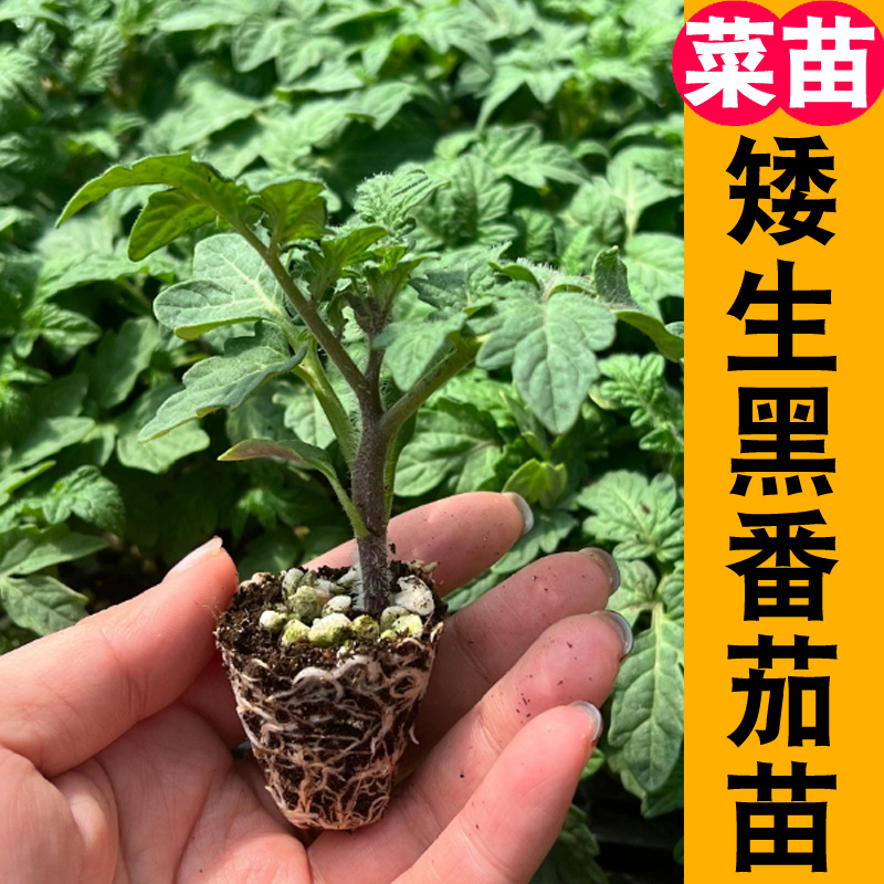 矮生黑番茄苗 高产春播西红柿苗黑色蔬菜苗秧苗阳台盆栽