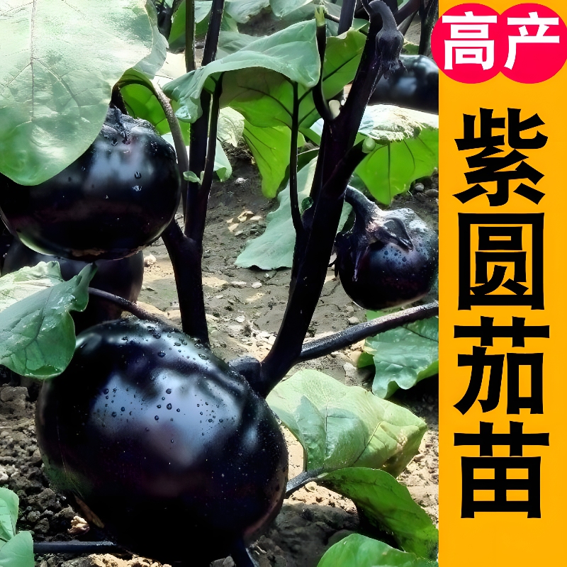 紫黑圆茄子秧苗早熟圆茄苗四季蔬菜苗庭院种植