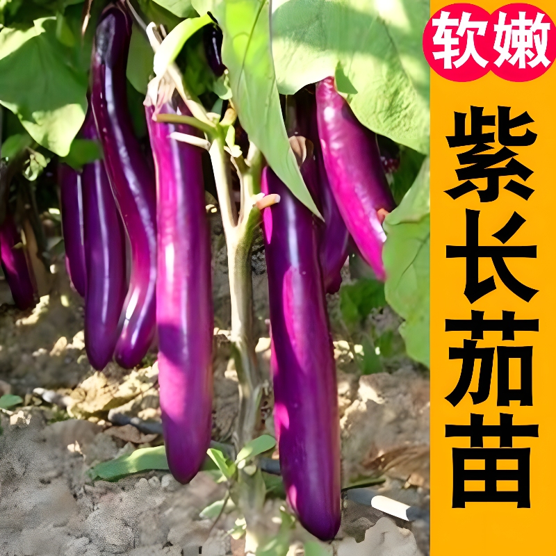 寿光高产紫红长茄秧苗黑长茄子苗四季种植庭院阳台盆栽