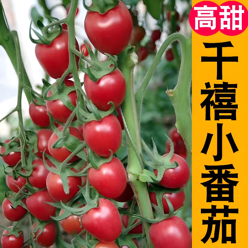 千禧番茄苗 高产春播西红柿苗黑色蔬菜苗秧苗阳台盆栽