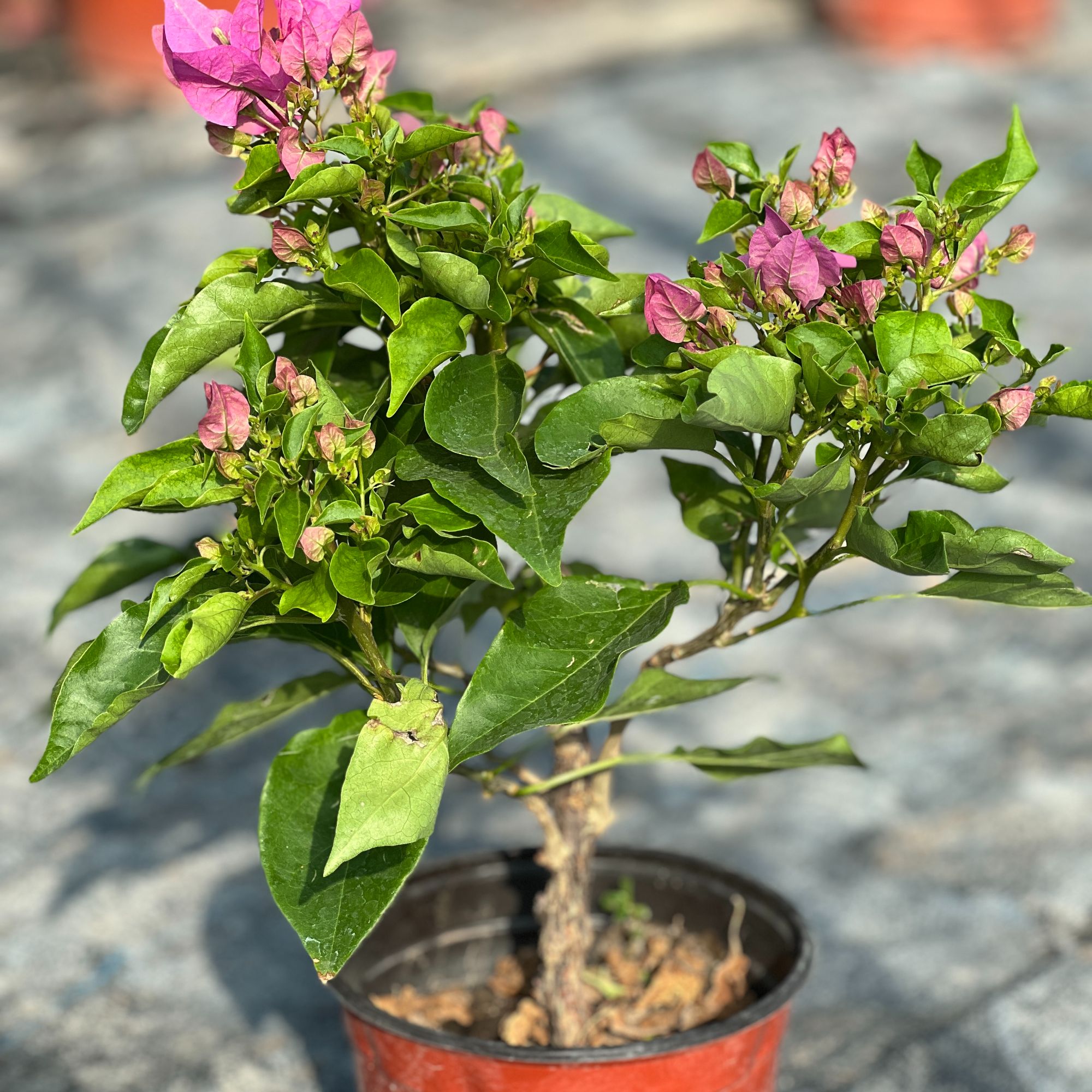 比芭粉三角梅  原土原盆 新疆包邮