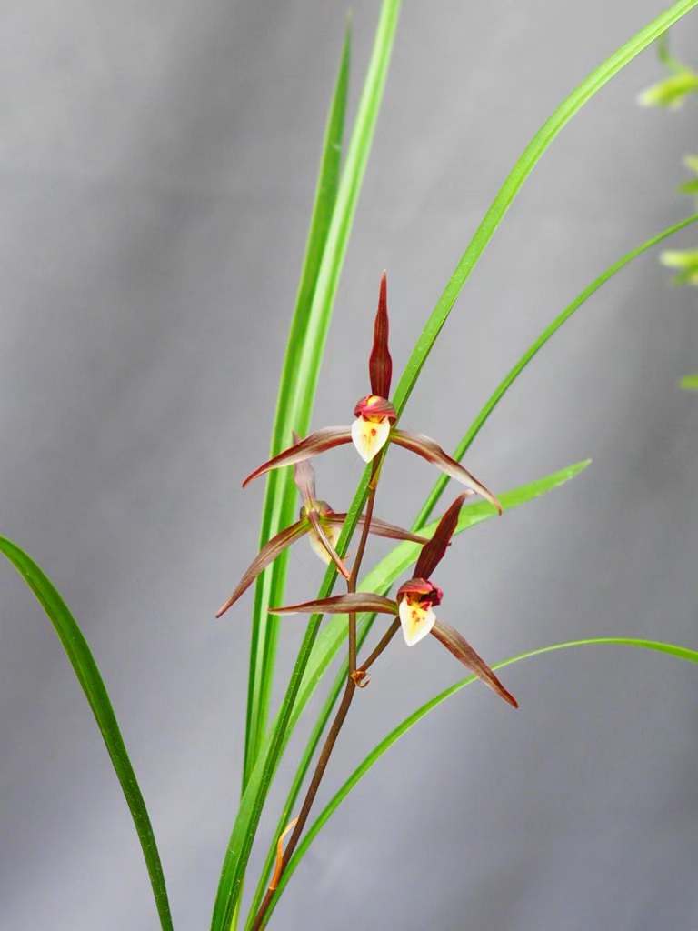 细叶寒兰直播间连接