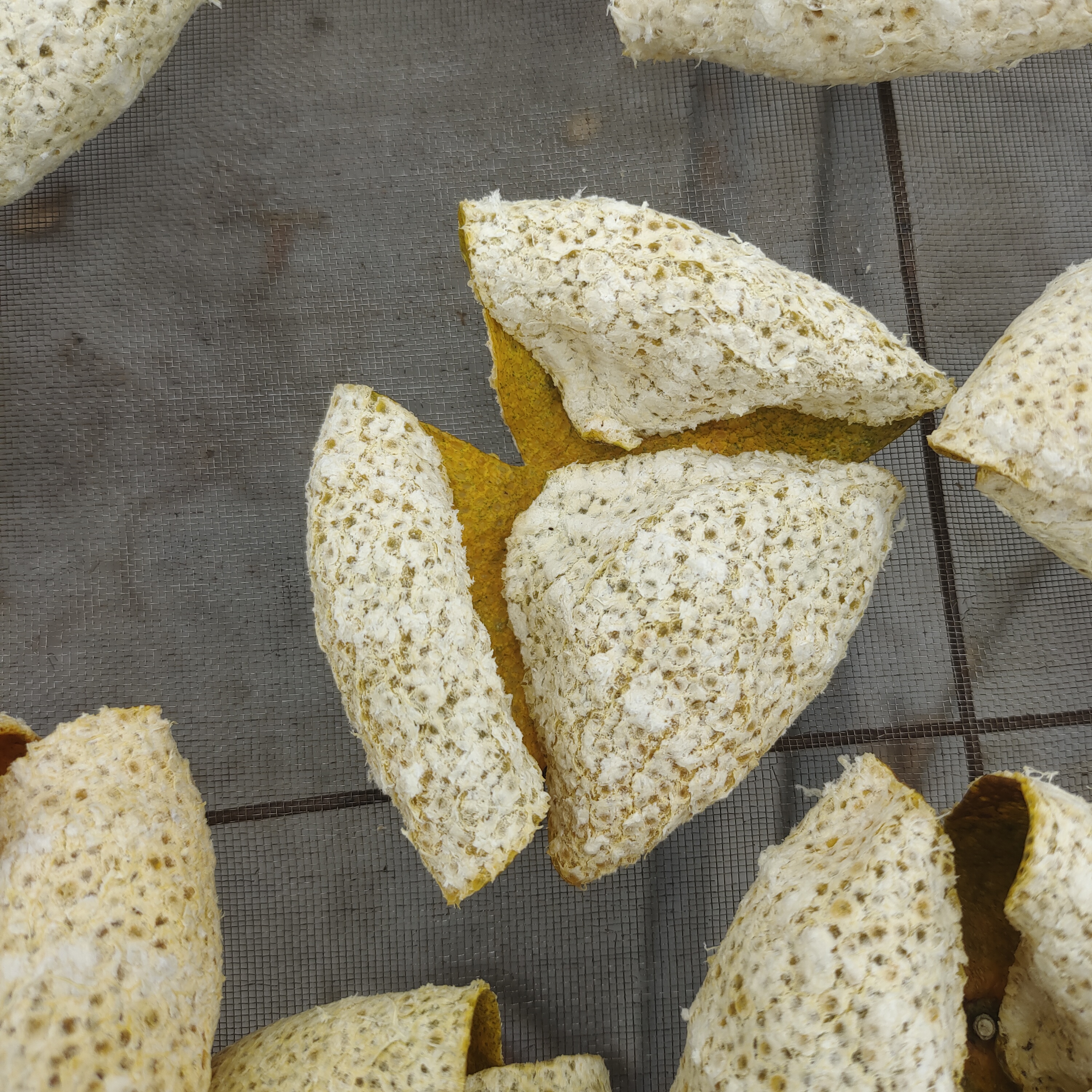 2023新会梅江圈枝老树大红皮