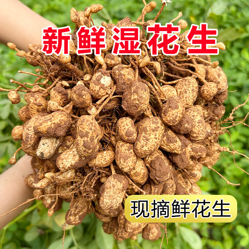 2025现挖现发新鲜花生批发泥花生带壳生花生农家自种粉皮鲜花生